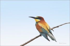 <p>VLHA PESTRÁ (Merops apiaster) jižní Morava ----- /European bee-eater - Bienenfresser/</p>